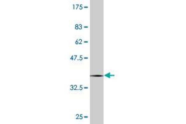 PCDHB12 antibody  (AA 301-400)