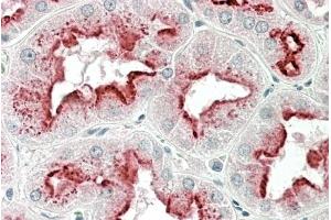 (ABIN1781847) (5 μg/mL) staining of paraffin embedded Human Kidney. (Apolipoprotein D antibody  (Internal Region))
