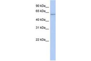 Image no. 1 for anti-Copine IV (CPNE4) (AA 107-156) antibody (ABIN6743652) (Copine IV antibody  (AA 107-156))