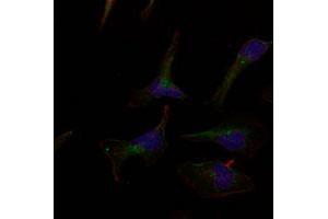 Immunofluorescence staining of methanol-fixed HeLa cells using ERBB3 polyclonal antibody (Cat # PAB12231, Red). (ERBB3 antibody  (Tyr1328))