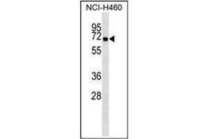 Western Blotting (WB) image for anti-ATG16 Autophagy Related 16-Like 1 (ATG16L1) (AA 84-114) antibody (ABIN1449612)