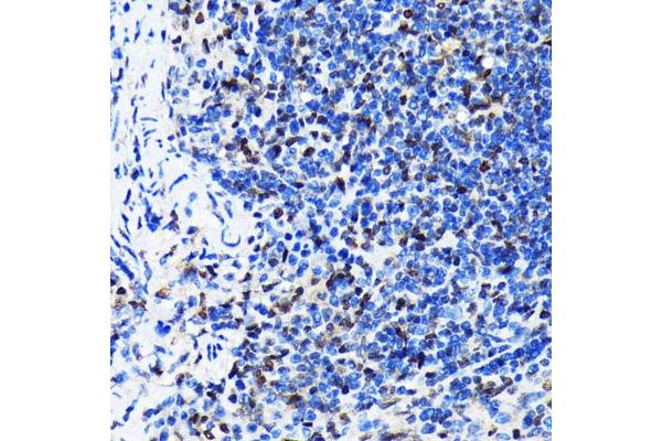 ELAVL1 antibody