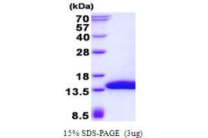 Image no. 1 for SH3 Domain Binding Glutamic Acid-Rich Protein Like 3 (SH3BGRL3) protein (His tag) (ABIN1098394) (SH3BGRL3 Protein (His tag))