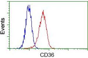 Flow cytometric analysis of Hela cells, using anti-CD36 antibody (ABIN2452887), (Red) compared to a nonspecific negative control antibody (TA50011) (Blue). (CD36 antibody)