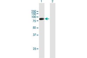 Western Blot analysis of RFX2 expression in transfected 293T cell line by RFX2 MaxPab polyclonal antibody. (RFX2 antibody  (AA 1-723))