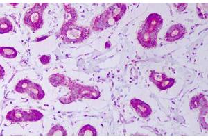 Anti-HSPE1 / CPN10 antibody IHC staining of human breast. (HSPE1 antibody)
