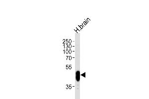 Western blot analysis of lysate from human brain tissue lysate, using PFTK1 Antibody (N-term P82) (ABIN390748 and ABIN2841011). (CDK14 antibody  (N-Term))