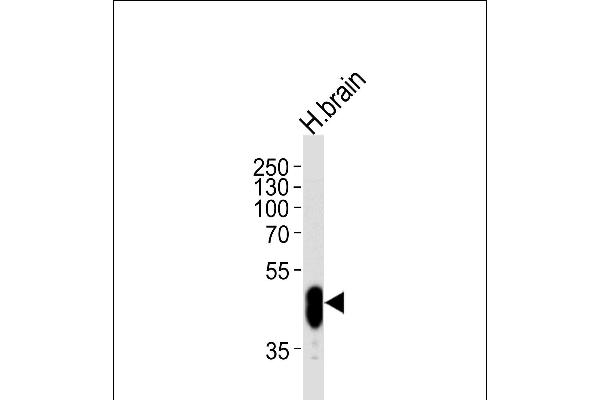 CDK14 antibody  (N-Term)