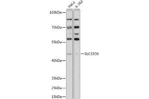 Western blot analysis of extracts of various cell lines, using SLC35D3 antibody (ABIN7270452) at 1:1000 dilution. (SLC35D3 antibody  (AA 310-390))