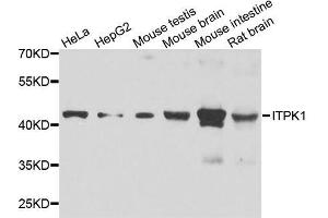 Western blot analysis of extracts of various cell lines, using ITPK1 antibody. (ITPK1 antibody  (AA 185-414))