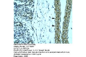 Human Smooth Muscle (HOXD12 antibody  (N-Term))