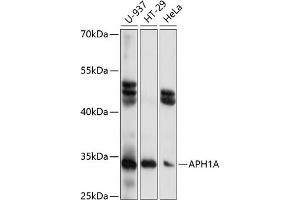 Western blot analysis of extracts of various cell lines, using A antibody (ABIN7265628) at 1:1000 dilution. (APH1A antibody  (C-Term))