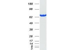 Validation with Western Blot (LCP1 Protein (Myc-DYKDDDDK Tag))