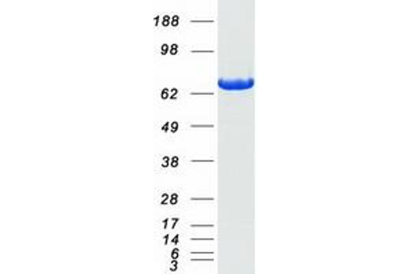 LCP1 Protein (Myc-DYKDDDDK Tag)