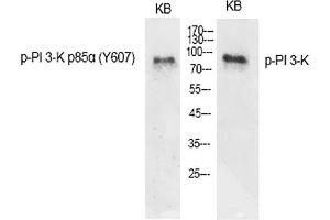 Western Blot analysis of various cells using Phospho-PI 3-kinase p85α (Y607) Polyclonal Antibody diluted at 1:1000. (PIK3R1 antibody  (pTyr607))