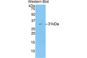 Western Blotting (WB) image for anti-Low Density Lipoprotein Receptor-Related Protein Associated Protein 1 (LRPAP1) (AA 90-342) antibody (ABIN1859711)