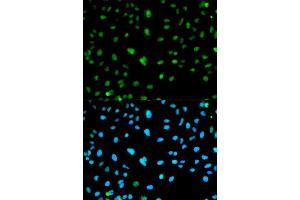 Immunofluorescence (IF) image for anti-Carbonic Anhydrase III (CA3) (AA 1-260) antibody (ABIN3021739) (CA3 antibody  (AA 1-260))