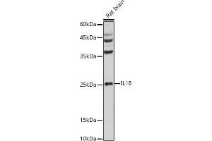 Western blot analysis of extracts of Rat brain, using IL18 antibody (ABIN3021464, ABIN3021465, ABIN3021466 and ABIN1513081) at 1:1000 dilution. (IL-18 antibody  (AA 37-193))