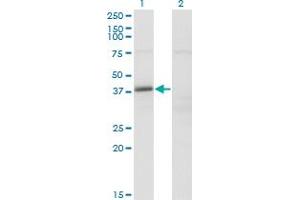 FAM62B antibody  (AA 1-358)