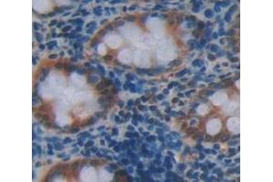 Figure. (NUDC antibody  (AA 167-298))