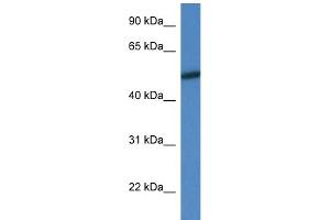 WB Suggested Anti-Mapk10 Antibody Titration: 1. (MAPK10 antibody  (N-Term))