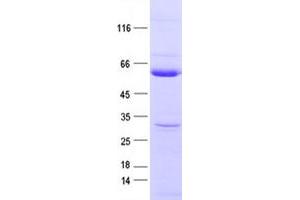 Western Blotting (WB) image for Protein tyrosine Phosphatase, Non-Receptor Type 1 (PTPN1) protein (DYKDDDDK Tag) (ABIN2730105)