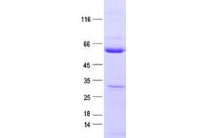 Validation with Western Blot (PTPN1 Protein (DYKDDDDK Tag))