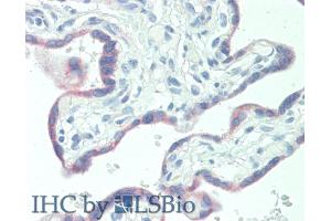 Detection of KISS1 in Human Placenta Tissue using Polyclonal Antibody to Kisspeptin 1 (KISS1) (KISS1 antibody  (AA 20-138))