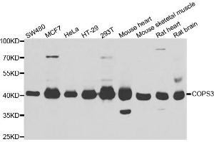 Western blot analysis of extracts of various cell lines, using COPS3 antibody (ABIN5974222) at 1/1000 dilution. (COPS3 antibody)