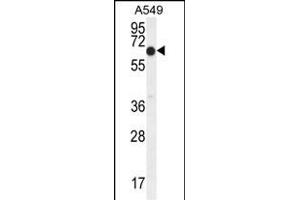 ELL Antibody (C-term) (ABIN654130 and ABIN2844004) western blot analysis in A549 cell line lysates (35 μg/lane). (ELL antibody  (C-Term))