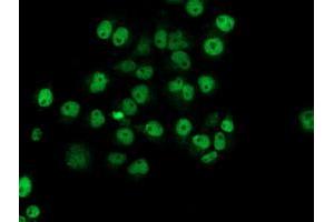 Anti-NUBPL mouse monoclonal antibody (ABIN2455164) immunofluorescent staining of COS7 cells transiently transfected by pCMV6-ENTRY NUBPL (RC204385). (NUBPL antibody  (AA 1-250))