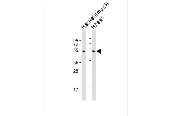 RHBDL1 antibody  (AA 148-182)