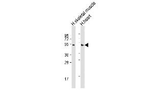 RHBDL1 antibody  (AA 148-182)