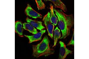 Immunofluorescence analysis of over-expressed DDDDK-tagged protein in HeLa cells using DDDDK antibody (green). (DDDDK Tag antibody)