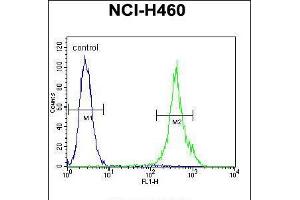 Flow cytometric analysis of NCI-H460 cells (right histogram) compared to a negative control cell (left histogram). (MAML1 antibody  (AA 198-225))