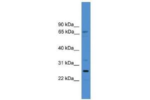 SLC13A3 antibody used at 0. (SLC13A3 antibody  (C-Term))