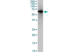 EHD2 monoclonal antibody (M02), clone 1F1.