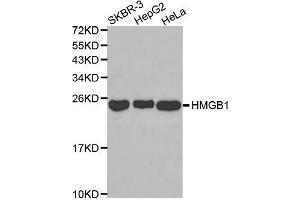 Western blot analysis of extracts of various cell lines, using HMGB1 antibody (ABIN3059694). (HMGB1 antibody)