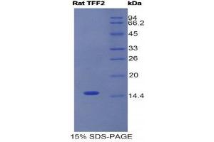 SDS-PAGE (SDS) image for Trefoil Factor 2 (TFF2) (AA 27-129) protein (His tag) (ABIN1525602)