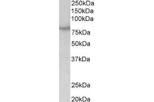 ABIN870636 (1µg/ml) staining of HEK293 lysate (35µg protein in RIPA buffer). (SIM1 antibody  (Internal Region))