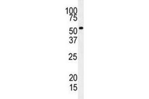 Western blot analysis of RIPK3 antibody and mouse cerebellum tissue lysate. (RIPK3 antibody  (AA 61-91))