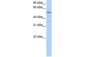 WB Suggested Anti-CHKA Antibody Titration: 0. (Choline Kinase alpha antibody  (Middle Region))