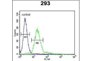 Flow Cytometry (FACS) image for anti-Membrane Protein, Palmitoylated 6 (MAGUK P55 Subfamily Member 6) (MPP6) (AA 360-388) antibody (ABIN653148)