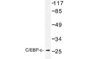 Image no. 1 for anti-CCAAT/enhancer Binding Protein (C/EBP), epsilon (CEBPE) antibody (ABIN272237)