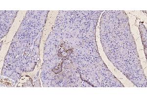 Paraformaldehyde-fixed, paraffin embedded Mouse pancreas; Antigen retrieval by boiling in sodium citrate buffer (pH6. (GLP-1 antibody  (AA 1-31))