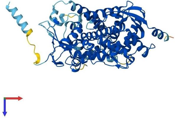 CYP17A1 Protein (AA 1-508) (His tag)