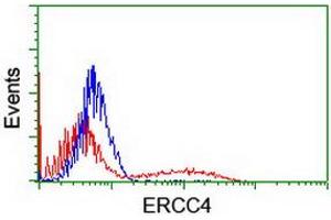HEK293T cells transfected with either RC223300 overexpress plasmid (Red) or empty vector control plasmid (Blue) were immunostained by anti-ERCC4 antibody (ABIN2454840), and then analyzed by flow cytometry. (ERCC4 antibody)