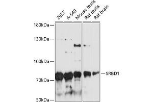 Western blot analysis of extracts of various cell lines, using SRBD1 antibody (ABIN6128690, ABIN6148426, ABIN6148427 and ABIN6217143) at 1:3000 dilution. (SRBD1 antibody  (AA 330-600))