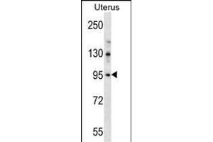 LRRC37B Antibody (C-term) (ABIN657113 and ABIN2846260) western blot analysis in human normal Uterus tissue lysates (35 μg/lane). (LRRC37B antibody  (C-Term))