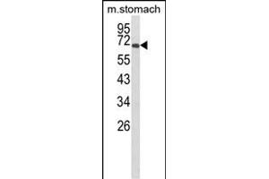 Western blot analysis of GLIS1 Antibody (N-term) (ABIN652826 and ABIN2842538) in mouse stomach tissue lysates (35 μg/lane).